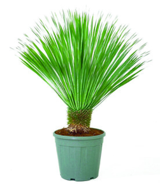 YUCCA ROSTRATA