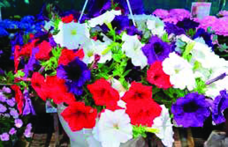 SUSPENSION PLANTES ANNUELLES