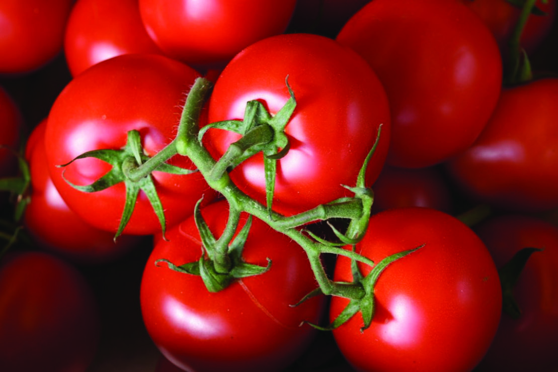 TOMATE GRAPPE