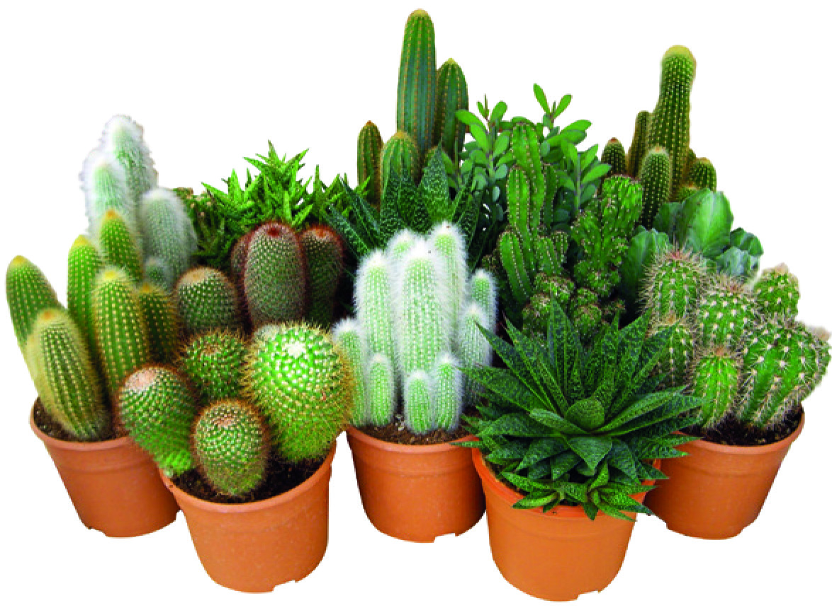 CACTUS OU PLANTE GRASSE