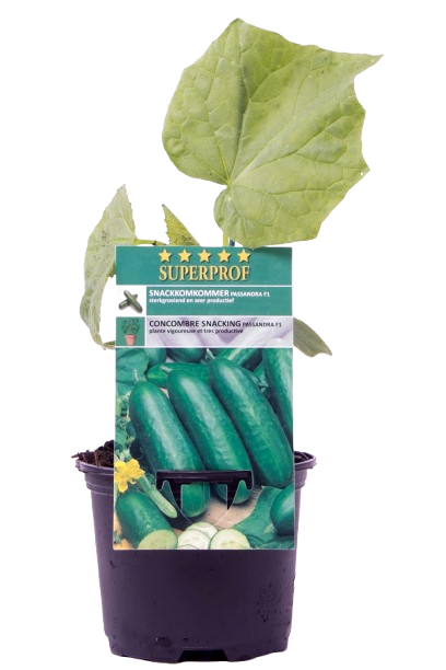 PLANTS DE LÉGUMES "SUPERPROOF"