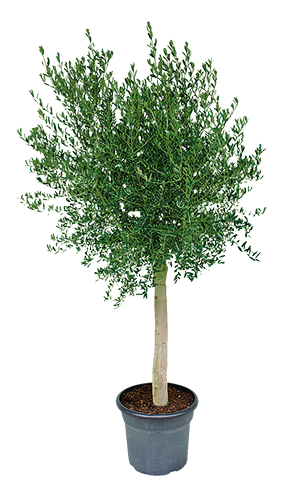 OLIVIER OLEA EUROPEA