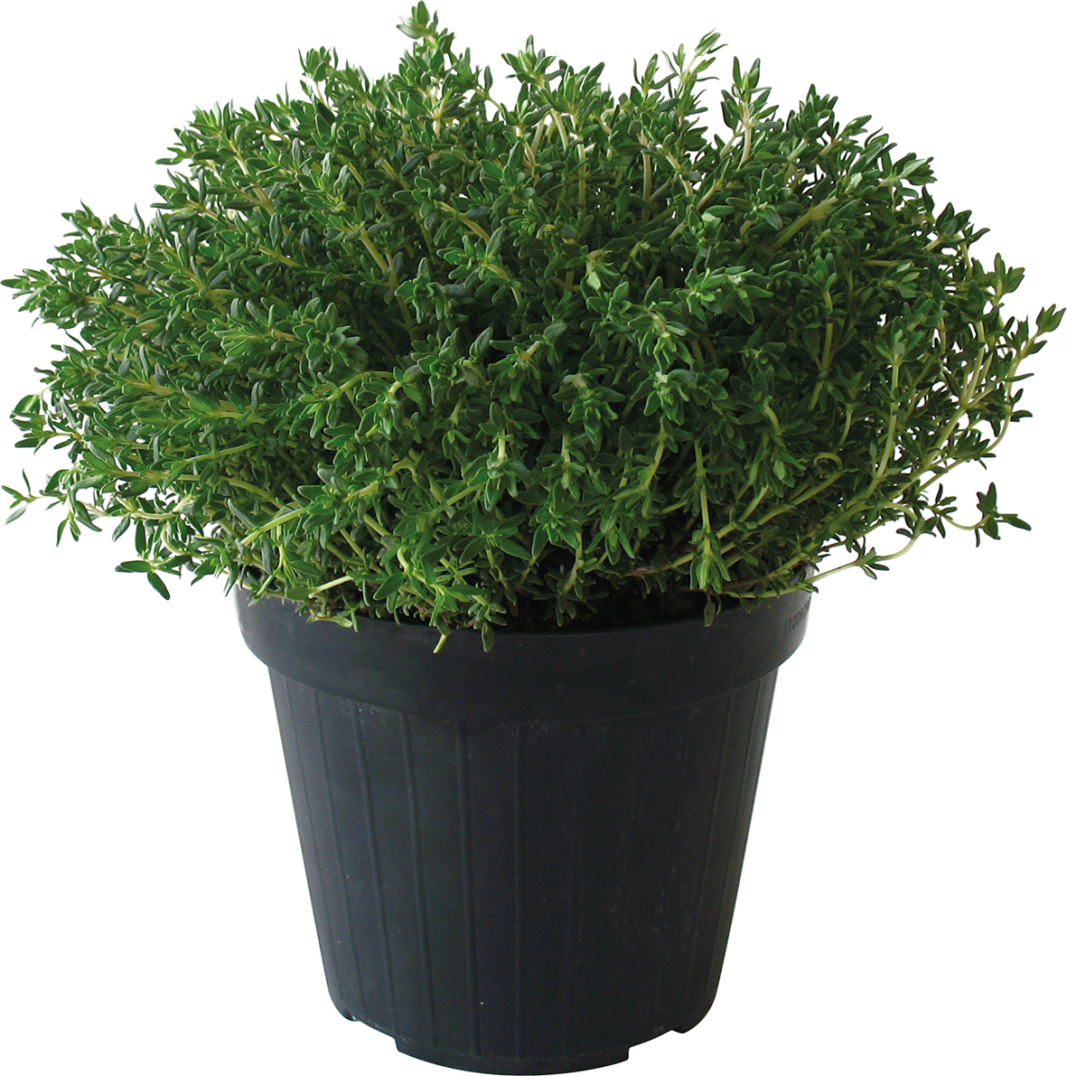 AROMATIQUE