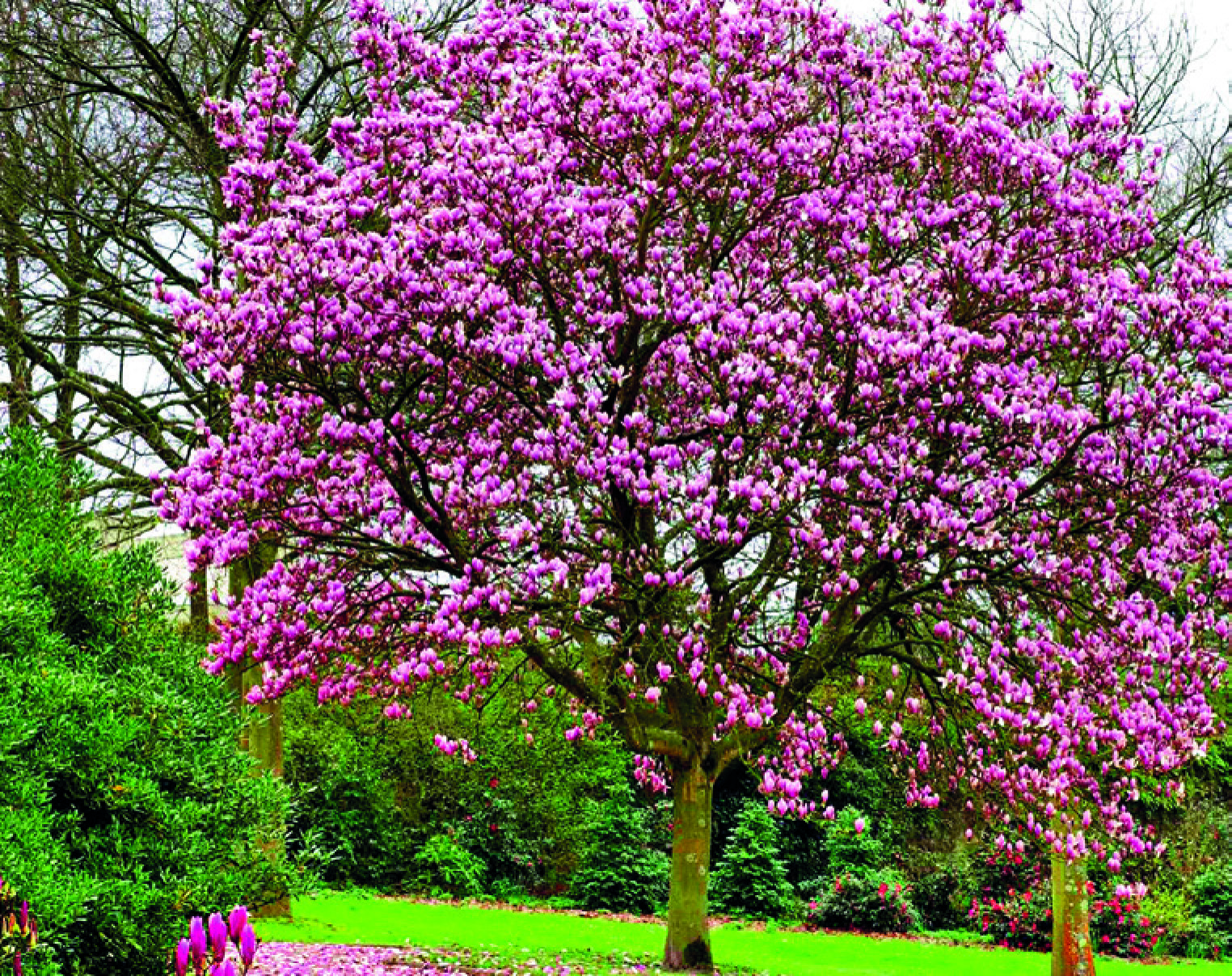 MAGNOLIA