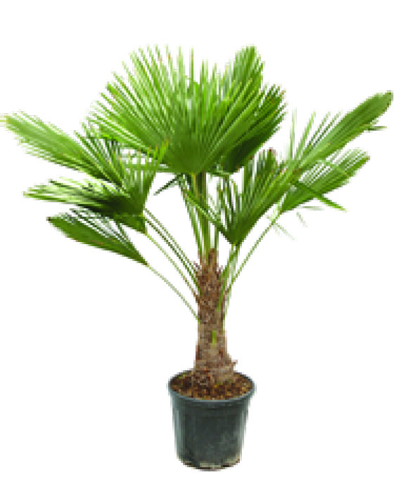 PALMIER DE CHINE TRACHYCARPUS FORTUNEI
