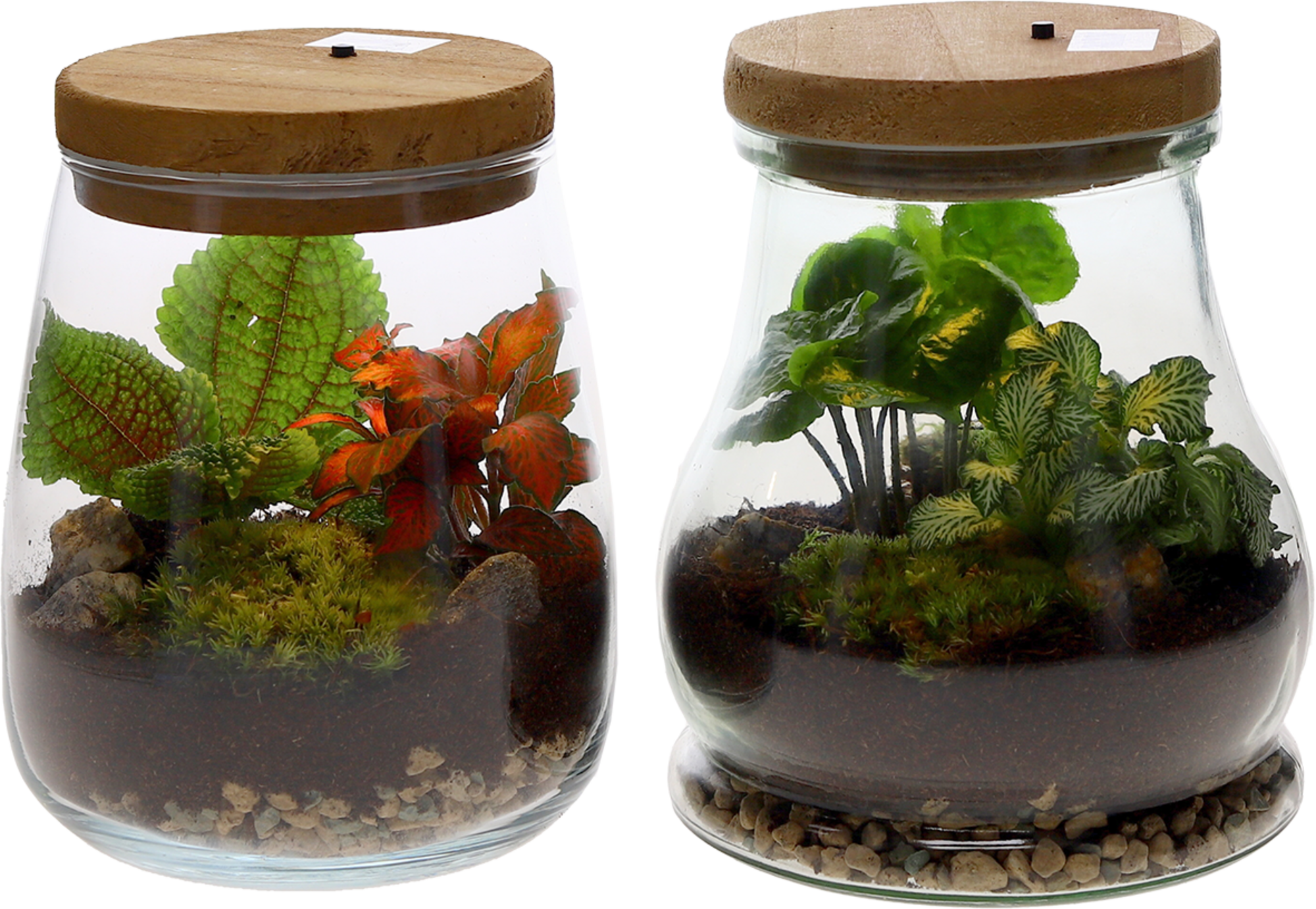 Terrarium 2 plantes avec LED