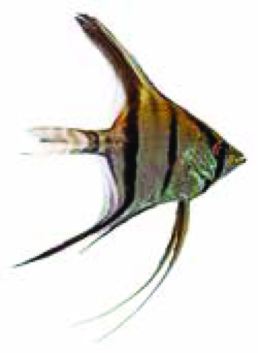 SCALAIRE