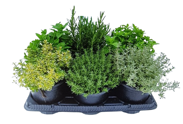PLANTE AROMATIQUE