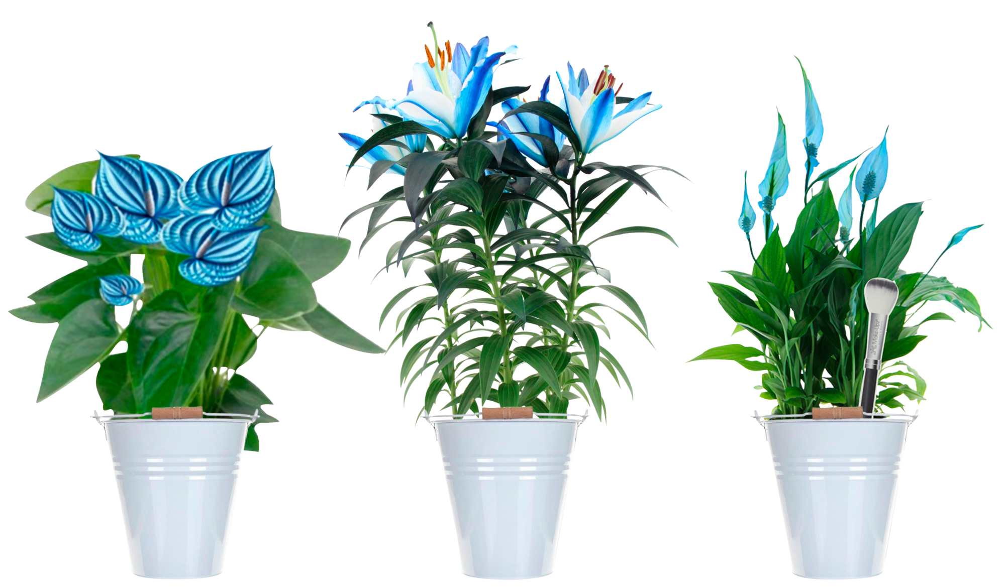 Plantes fleuries teintées bleues