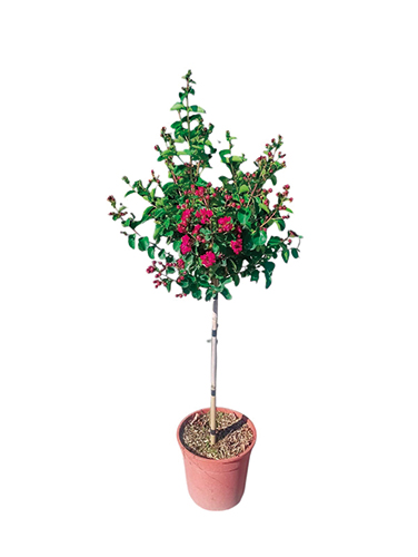 LILAS DES INDES TIGE LAGERSTROEMIA