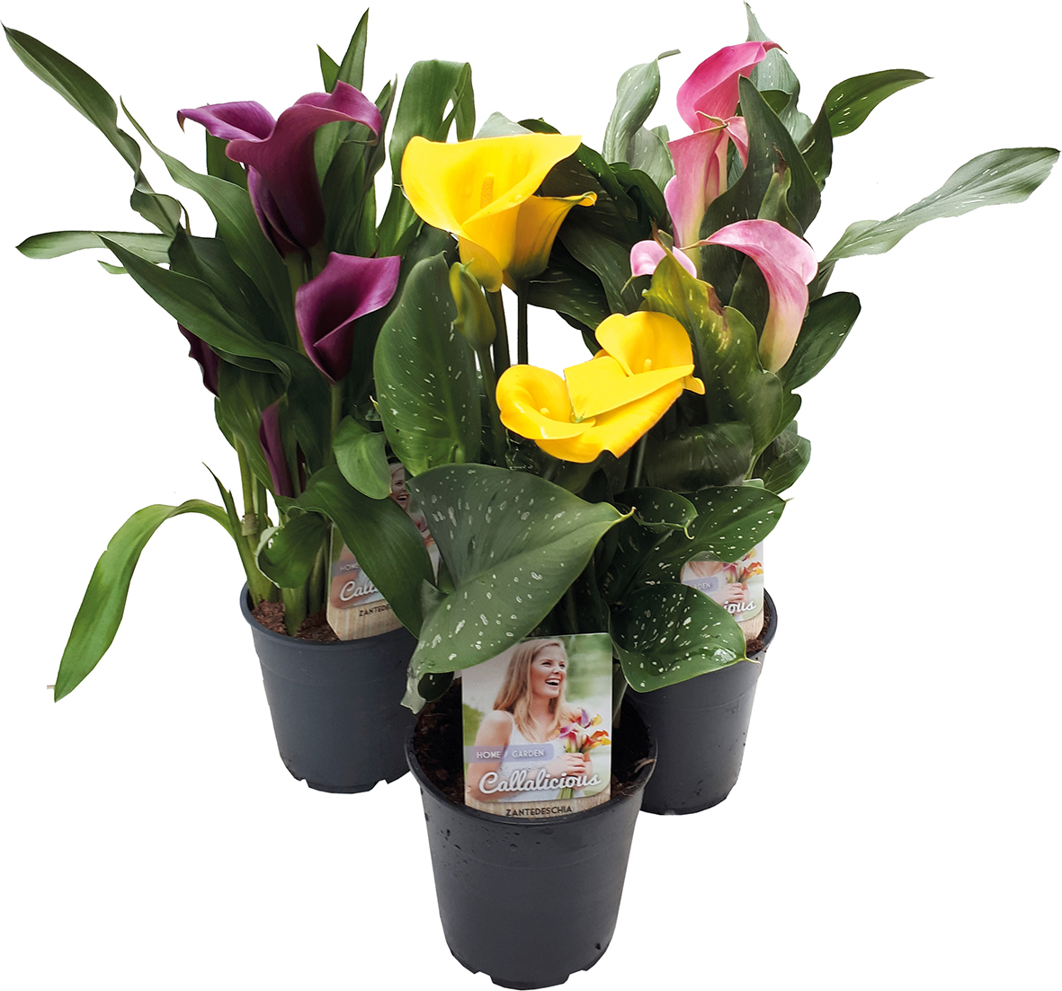 ARUM DE COULEUR