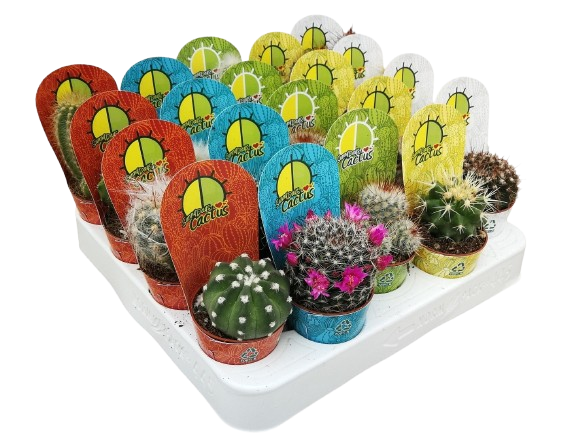 SÉLECTION DE CACTUS