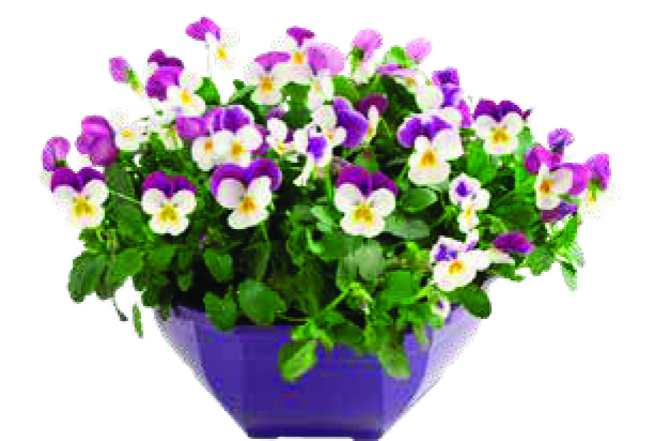 COUPE VIOLA
