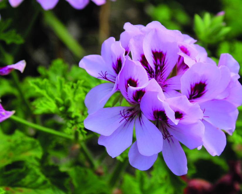 PELARGONIUM