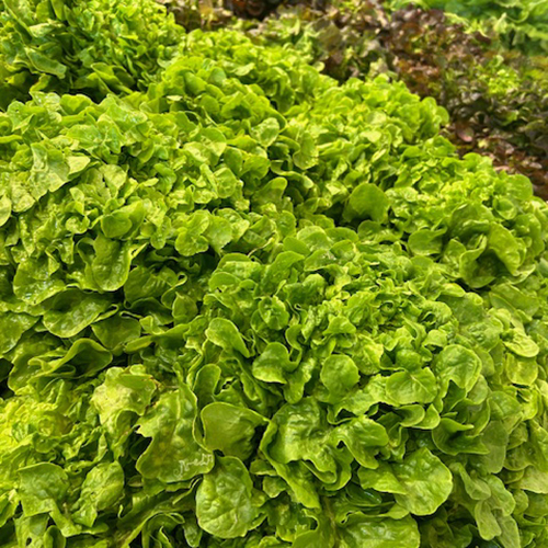 BATAVIA OU FEUILLE DE CHÊNE BLONDE