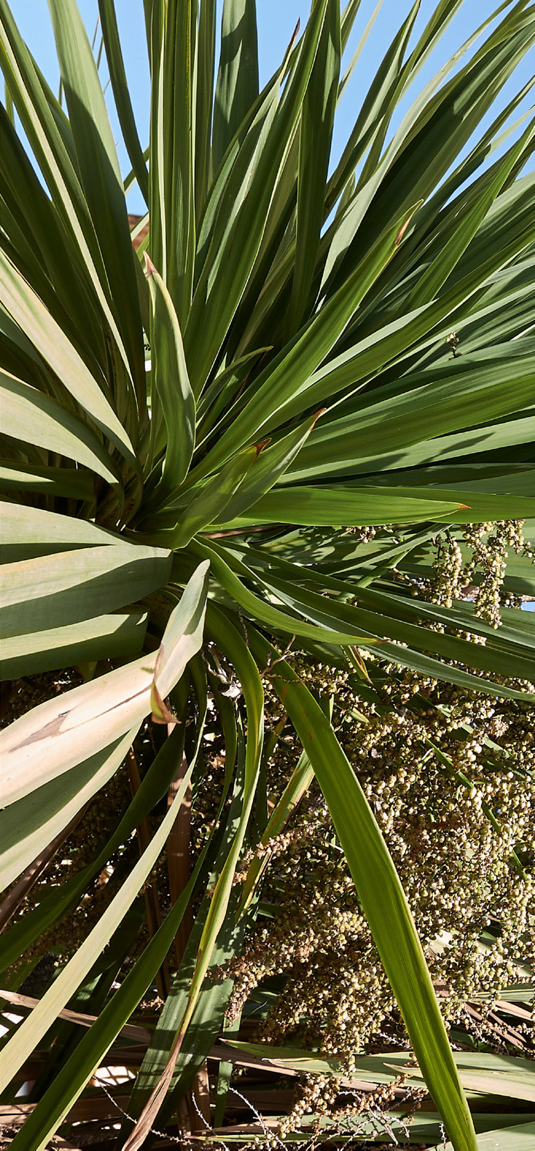 CORDYLINE INDIVISA