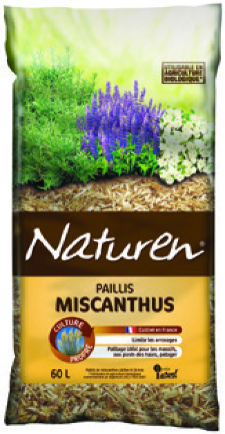 PAILLIS MISCANTHUS