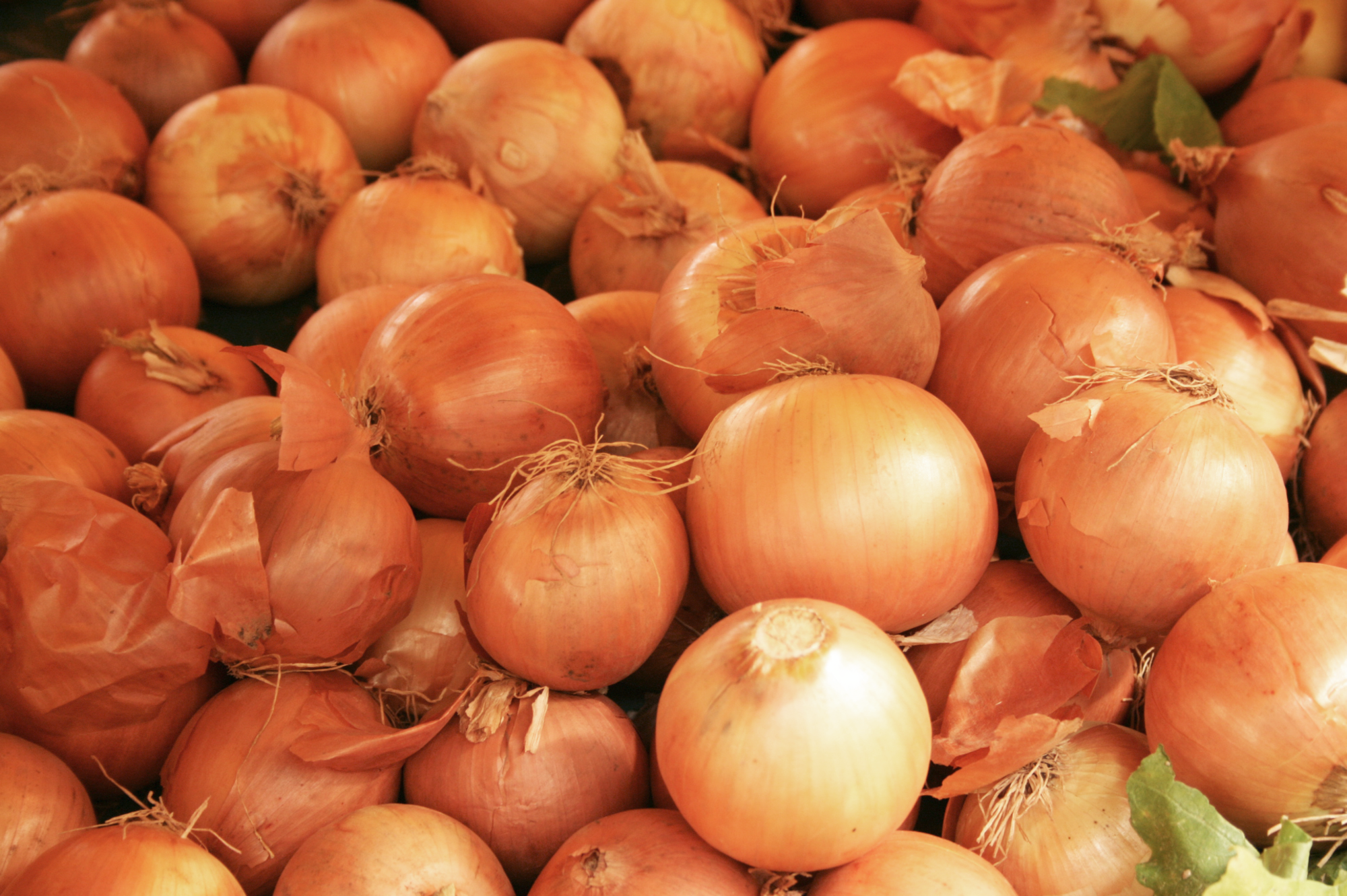 OIGNONS "STUTTGARTER RIESEN"