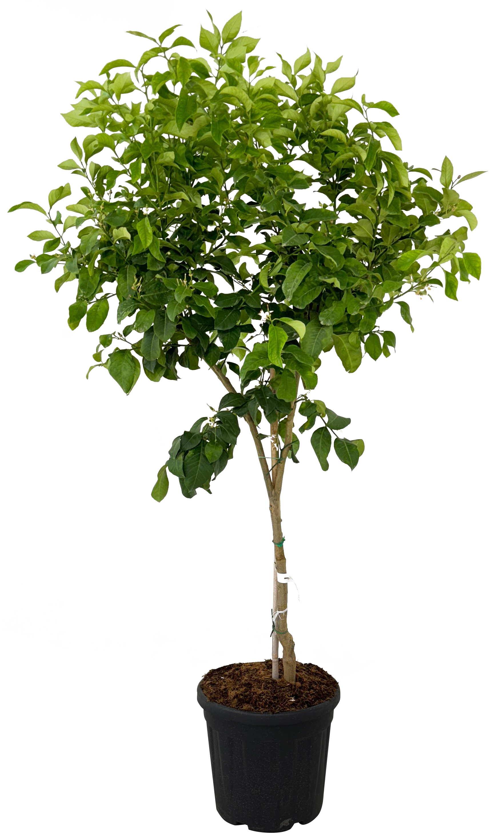 CITRONNIER