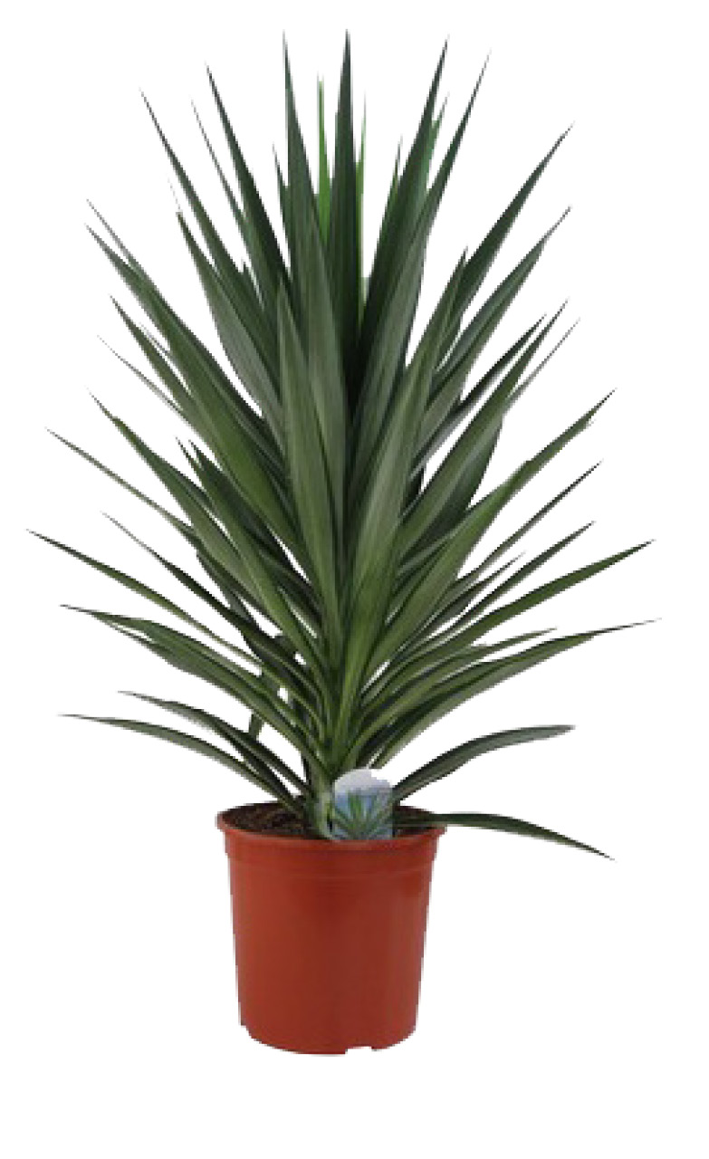 YUCCA