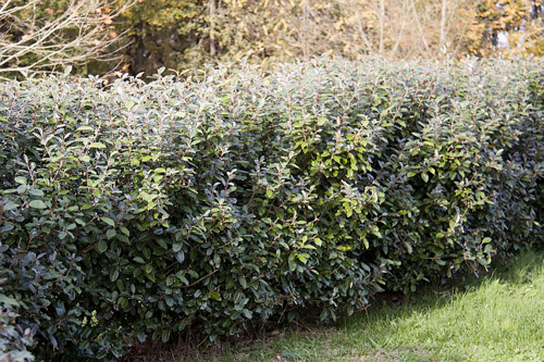 ELAEAGNUS EBBINGEI COMPACTA