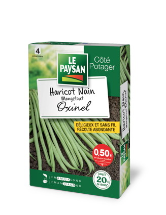 GRAINES HARICOTS NAIN