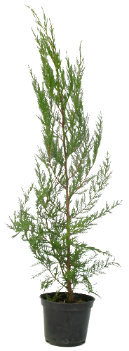 CUPRESSOCYPARIS LEYLANDII - CYPRÈS DE LEYLAND