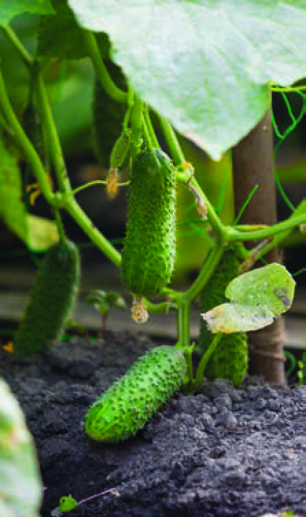 CORNICHON