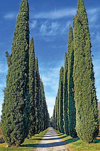 CYPRÈS DE PROVENCE