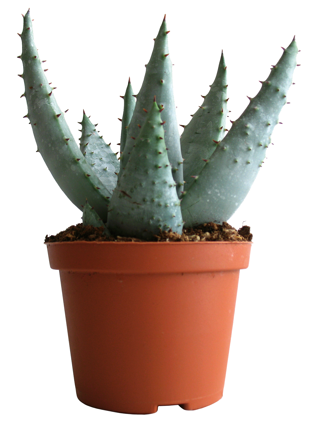 ALOE MIX