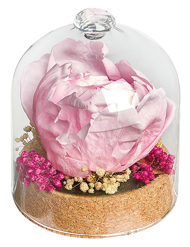 CLOCHE PIVOINE STABILISÉE