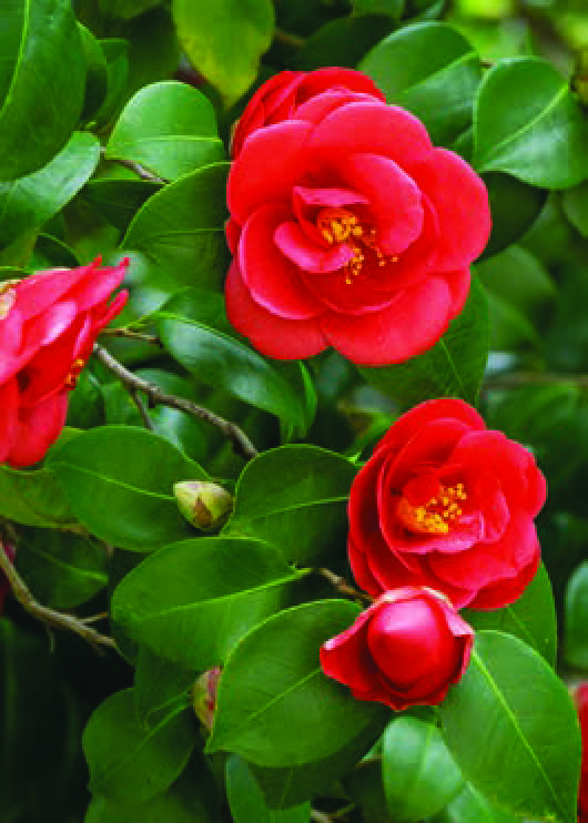 CAMELIA