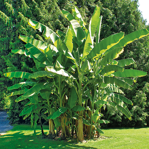 BANANIER MUSA BASJOO