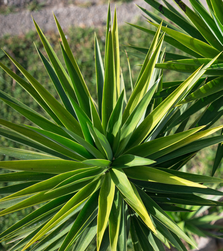 YUCCAS VARIÉS