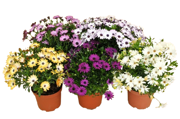 OSTEOSPERMUM
