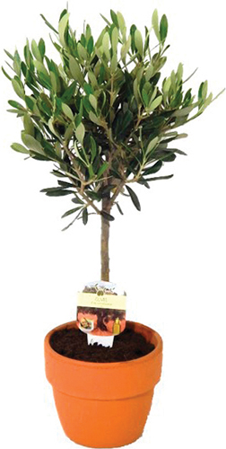 OLIVIER EN POT 
AVEC BOUTEILLE 
D'HUILE D'OLIVE