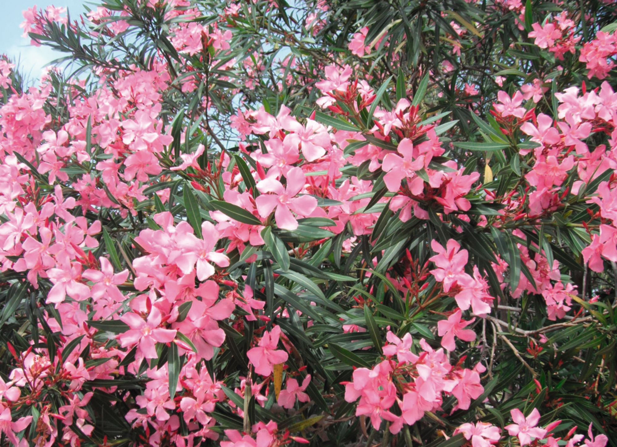 LAURIER ROSE "NERIUM OLEANDER"