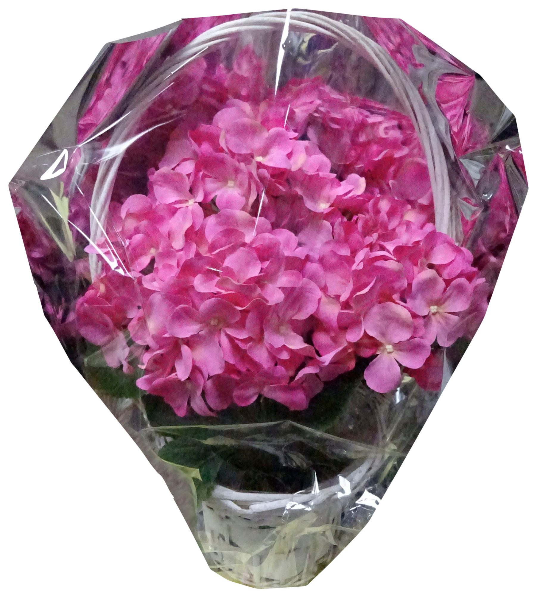 PANIER HORTENSIA EMBALLÉ