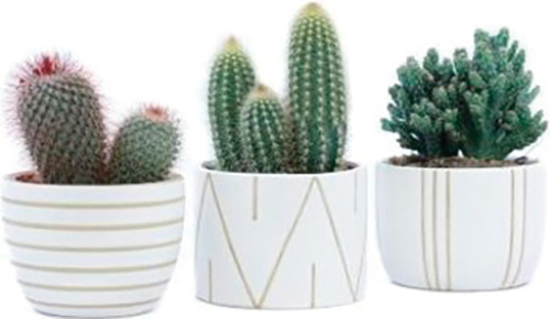 Cactus  
DANS POT EN Céramique