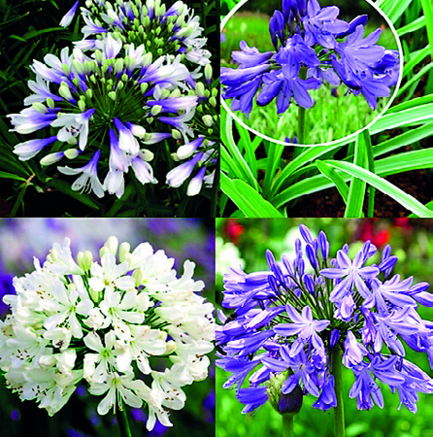 AGAPANTHE