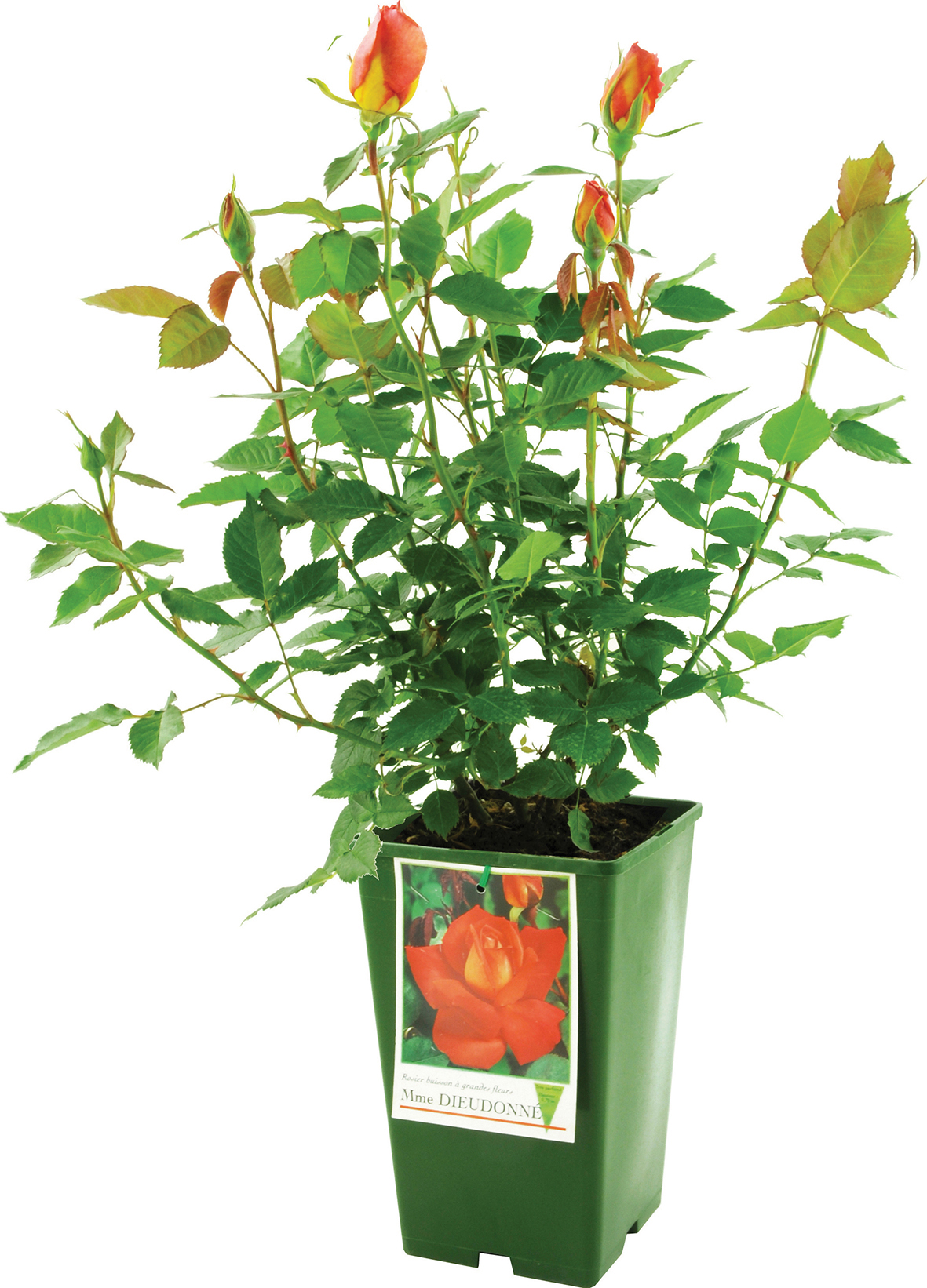 ROSIER
