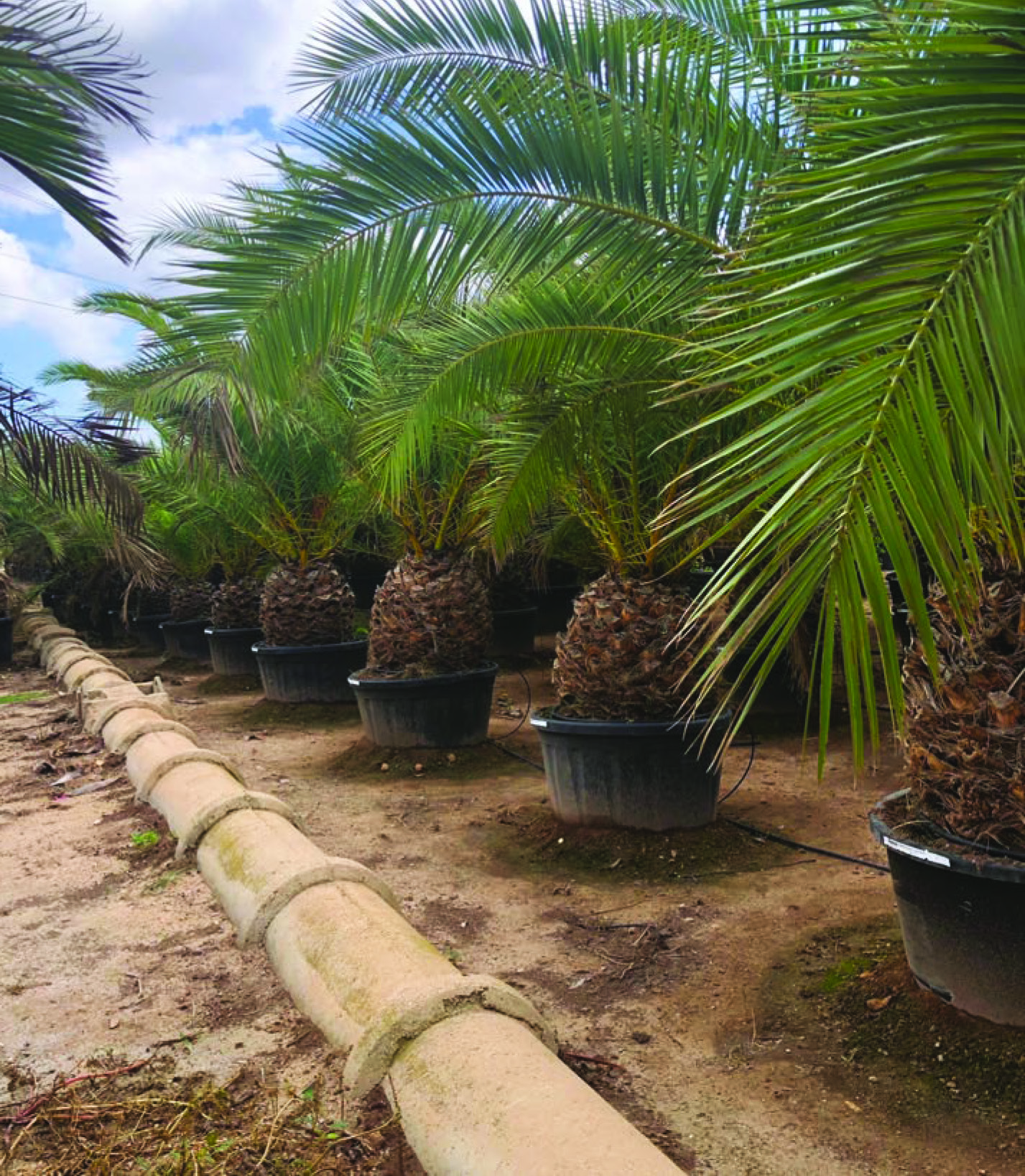 YUCCA