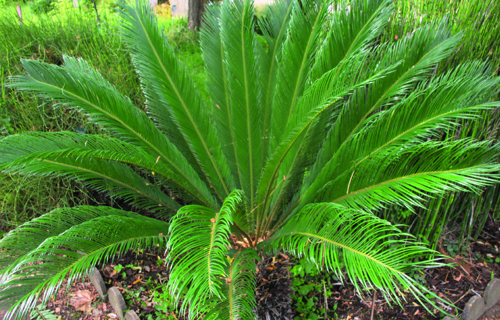 CYCAS REVOLUTA