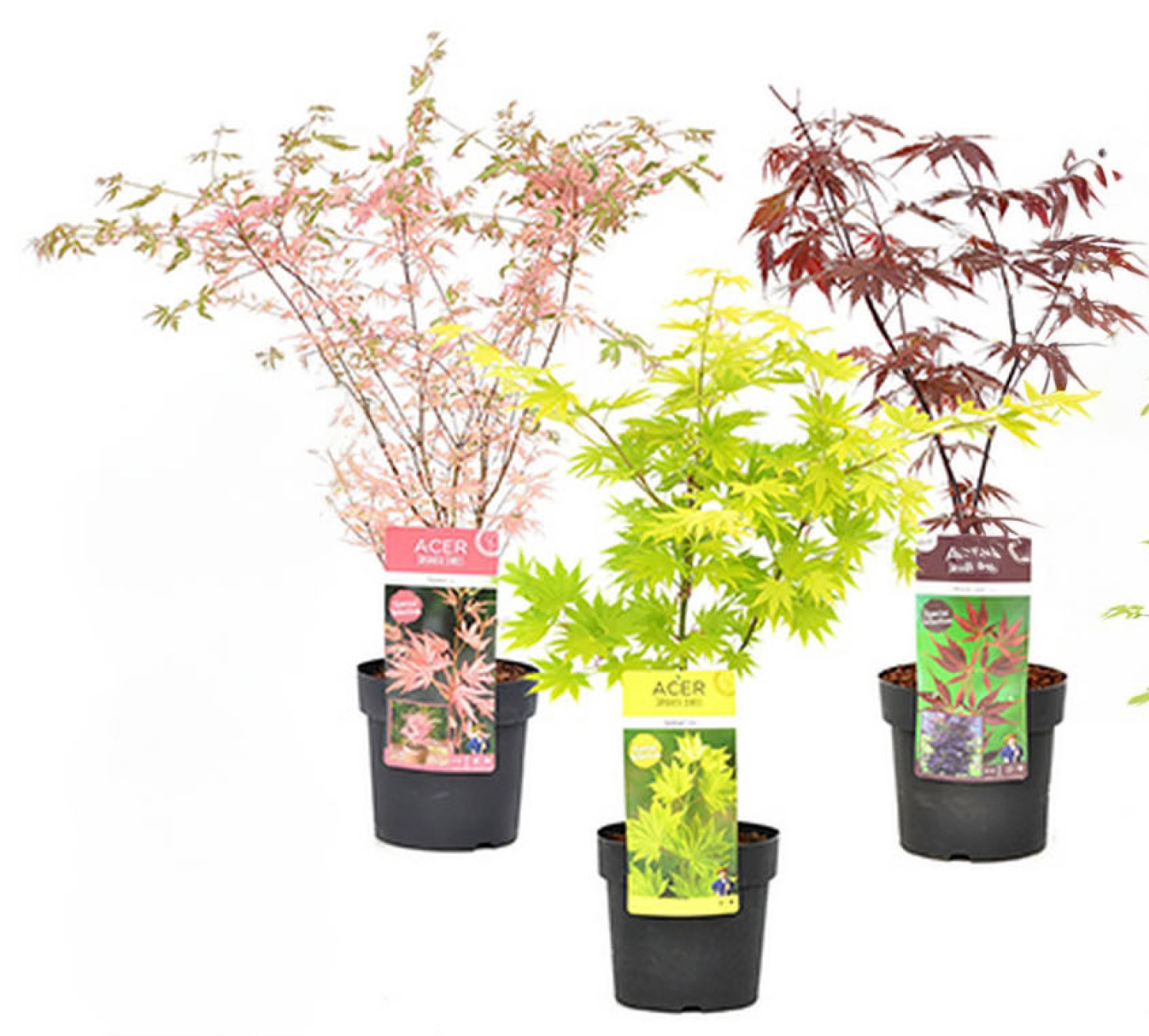 ACER PALMATUM