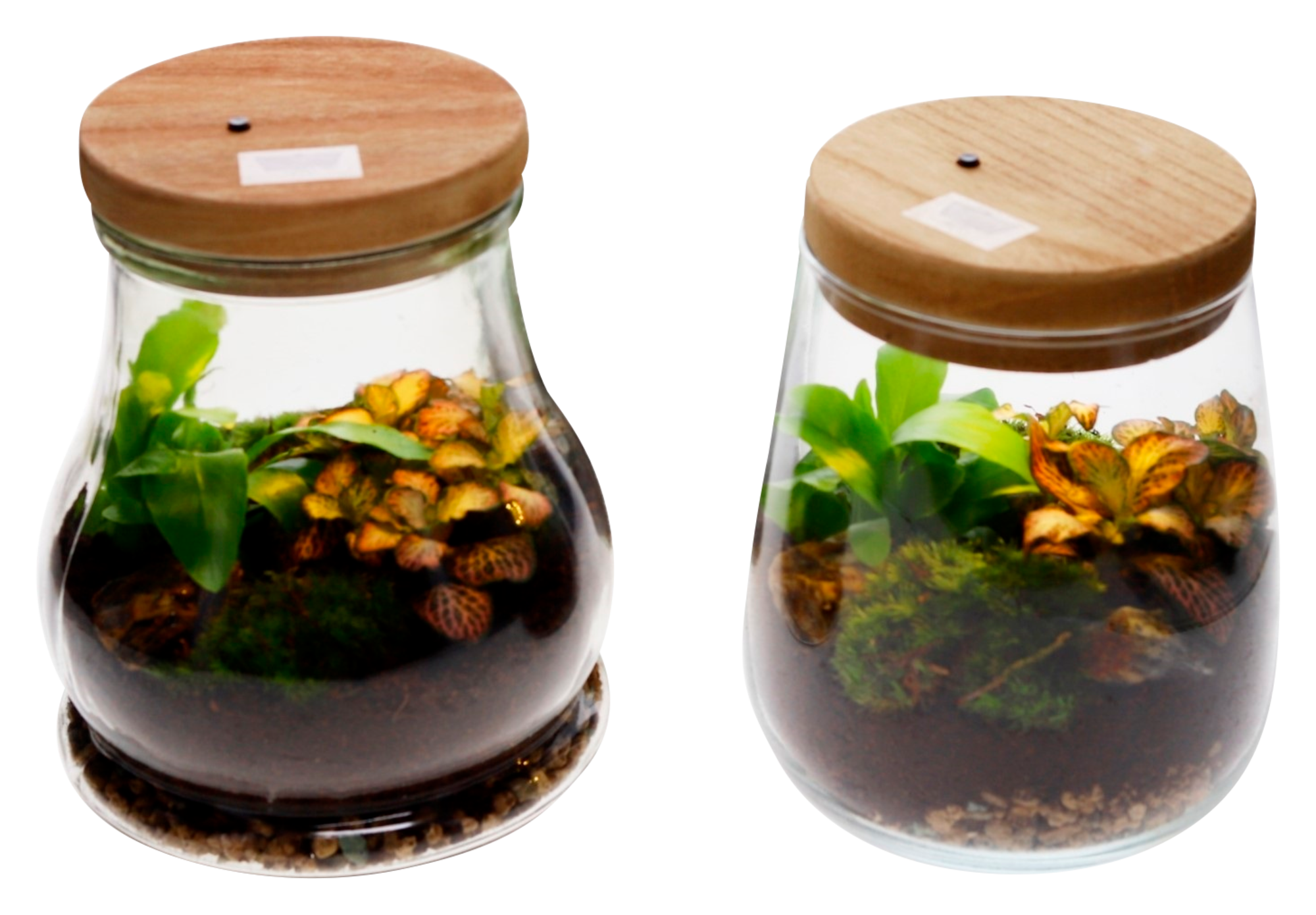 Terrarium 2 plantes avec led