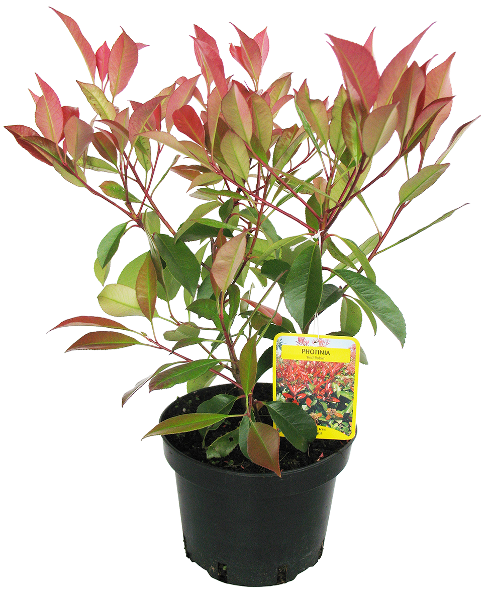 PHOTINIA RED ROBIN