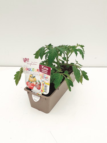 TRIO DE TOMATES