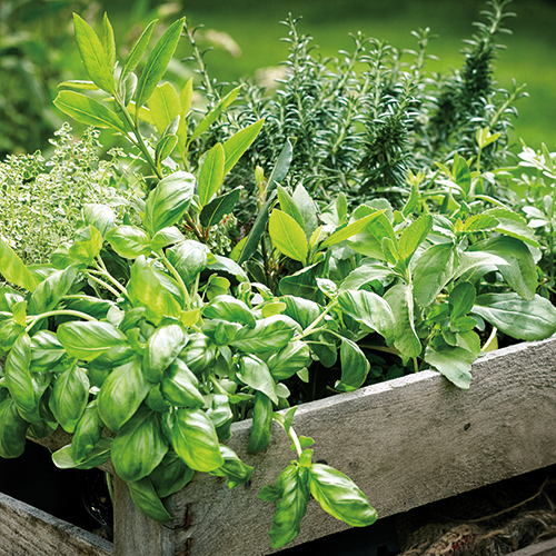 PLANTES AROMATIQUES