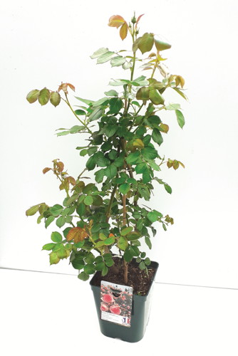 ROSIER GRIMPANT