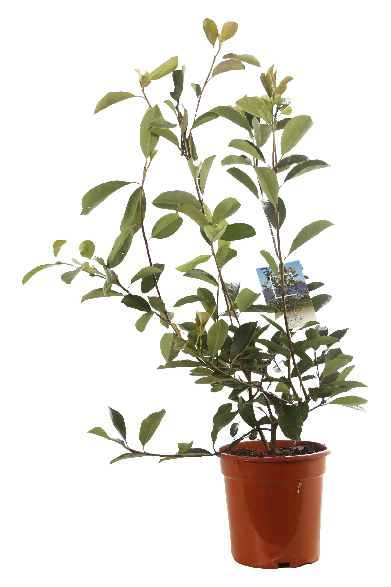PHOTONIA
